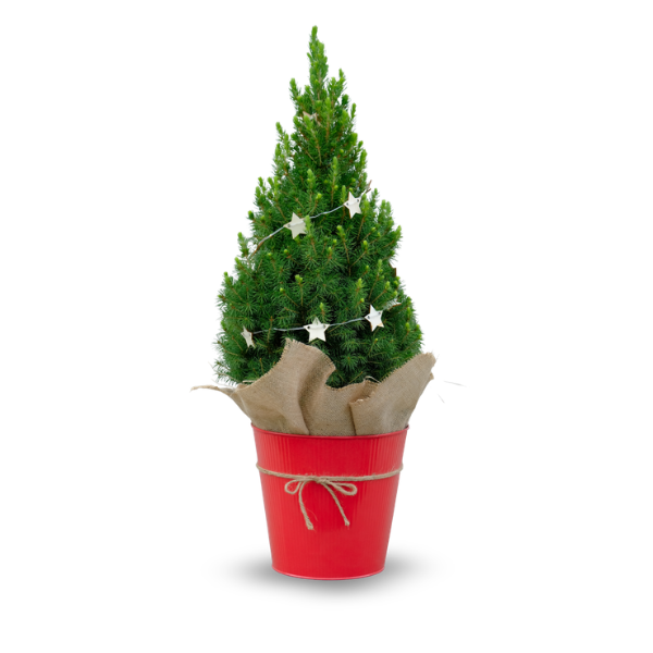 2G Festive Shrub (photo 1 of 4)