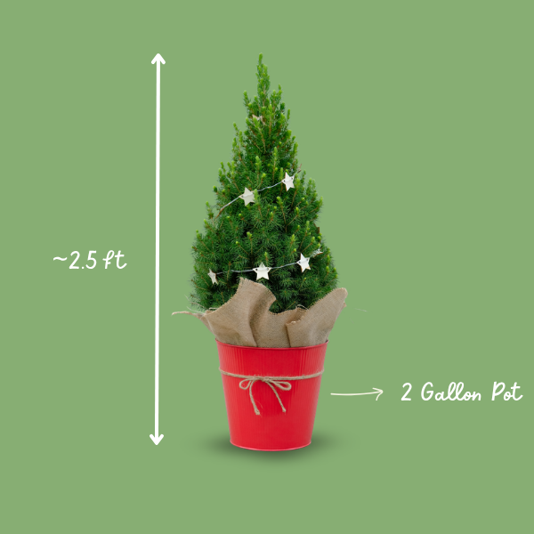 2G Festive Shrub (photo 2 of 4)