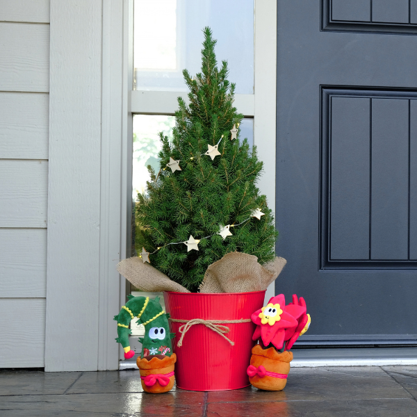 2G Festive Shrub (photo 3 of 4)