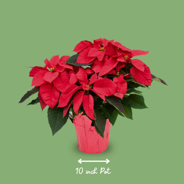 10" Poinsettia - Red (photo 2 of 4)