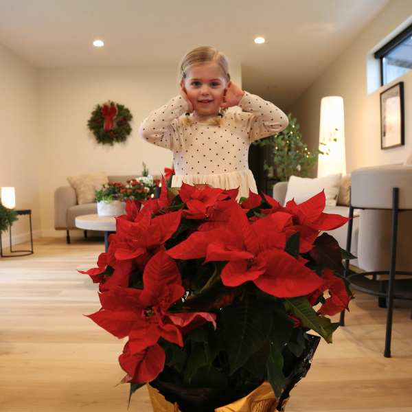 10" Poinsettia - Red (photo 4 of 4)