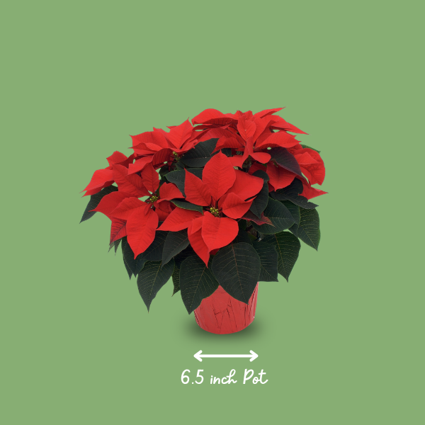 6.5" Poinsettia - Red (photo 2 of 4)