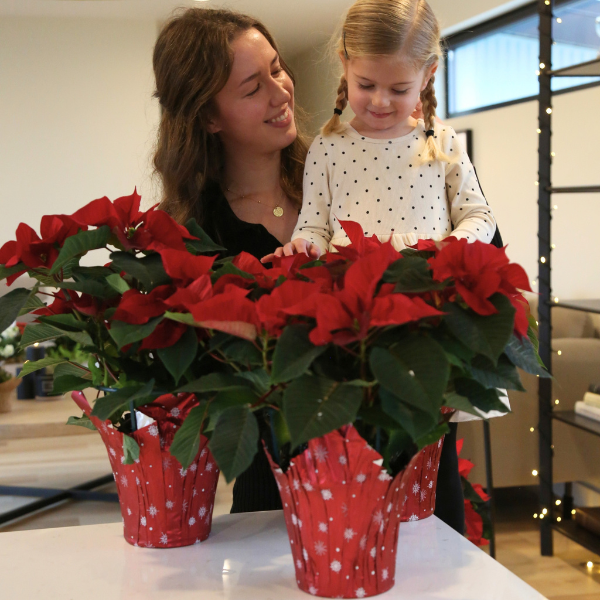 6.5" Poinsettia - Red (photo 4 of 4)