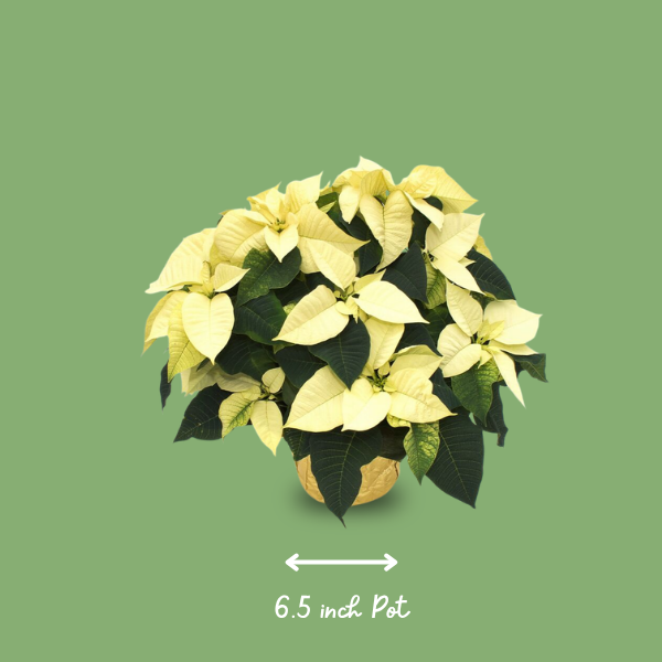 6.5" Poinsettia - White (photo 2 of 4)