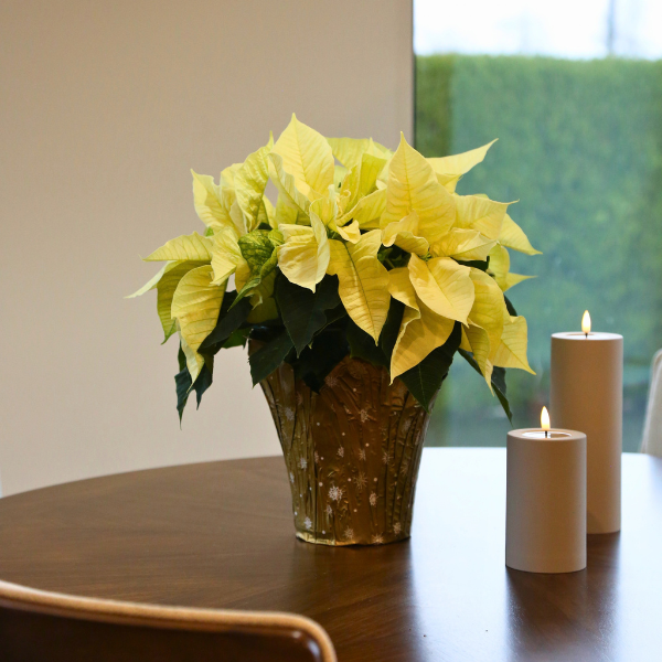 6.5" Poinsettia - White (photo 3 of 4)
