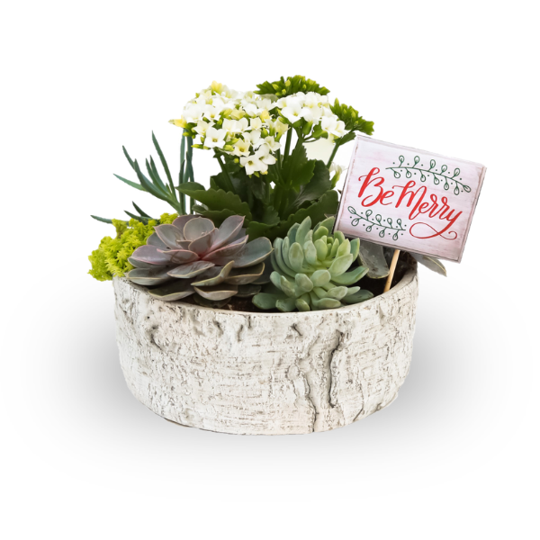 Succulent Bowl (photo 1 of 4)