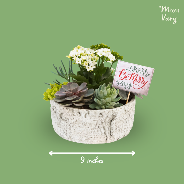Succulent Bowl (photo 2 of 4)