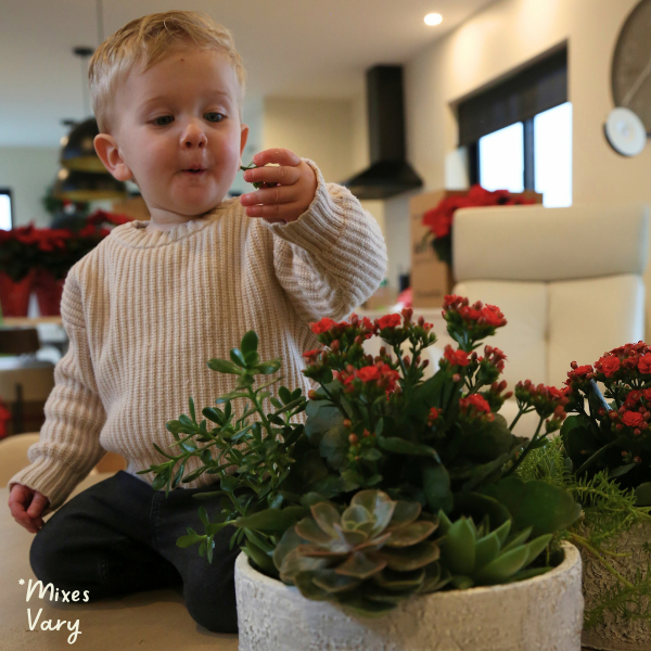 Succulent Bowl (photo 4 of 4)